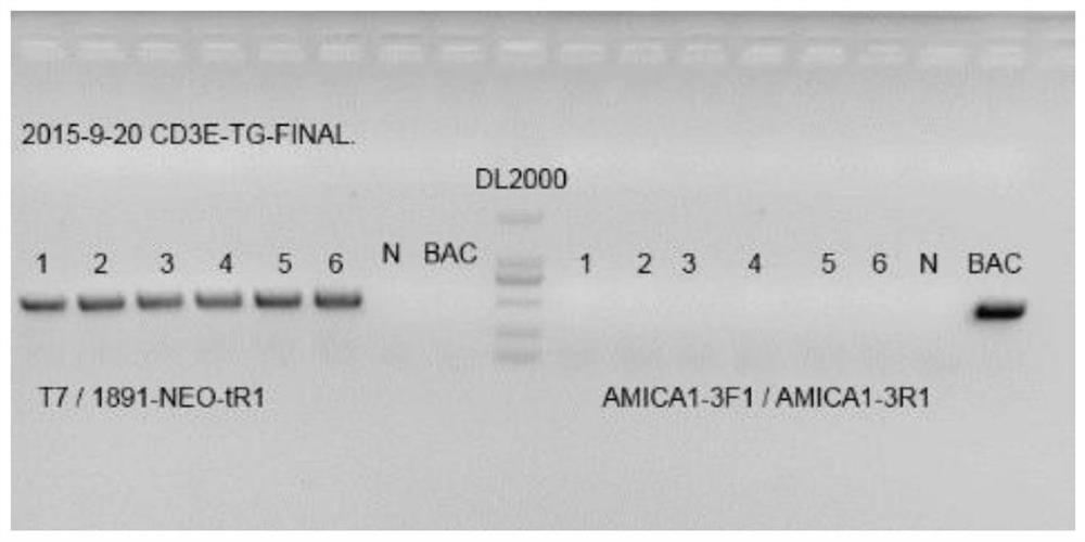 A kind of construction method of cd3e gene modification humanized animal model