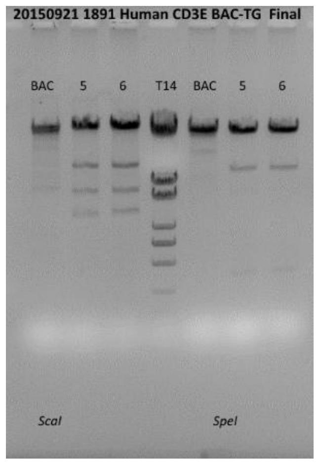 A kind of construction method of cd3e gene modification humanized animal model