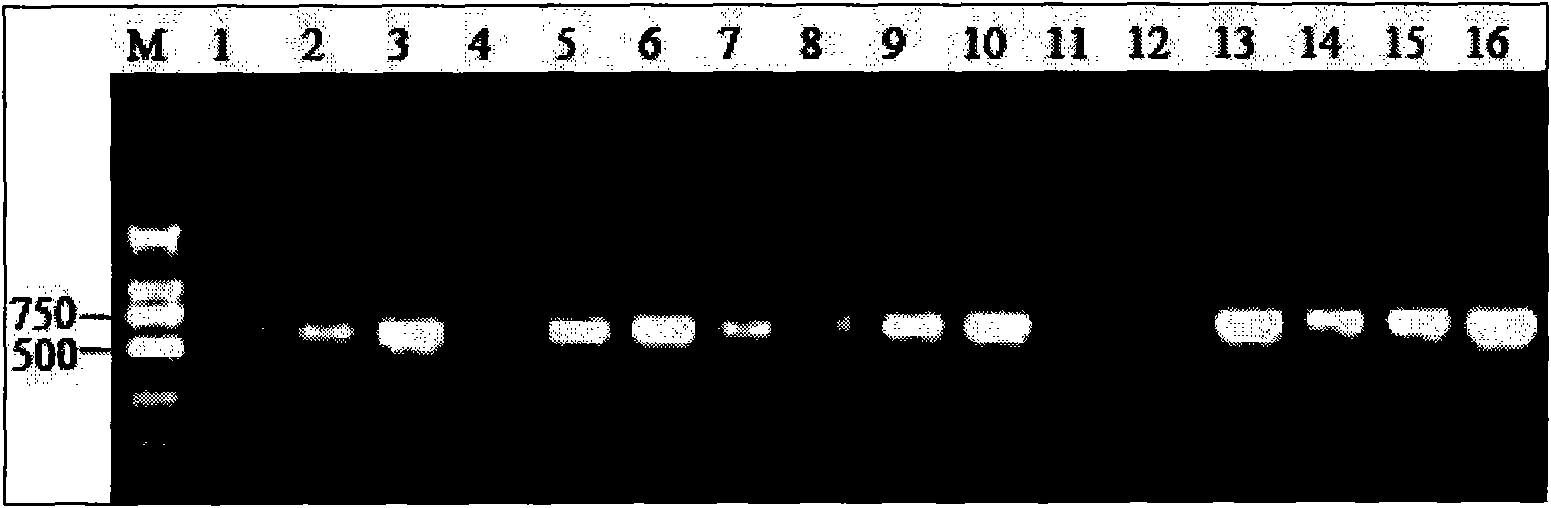 Rabbit anti-Hematodinium sp serum and application thereof