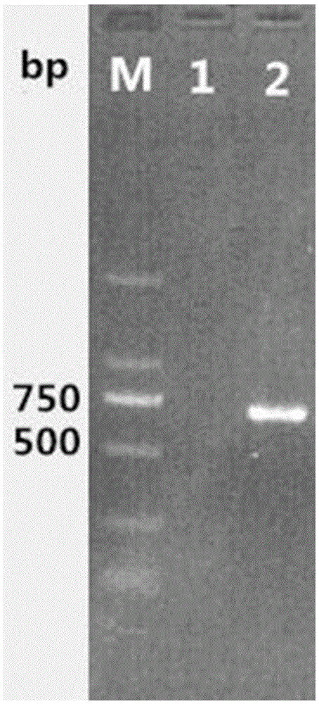 Culicoides bellulus specific gene and molecular identification method thereof