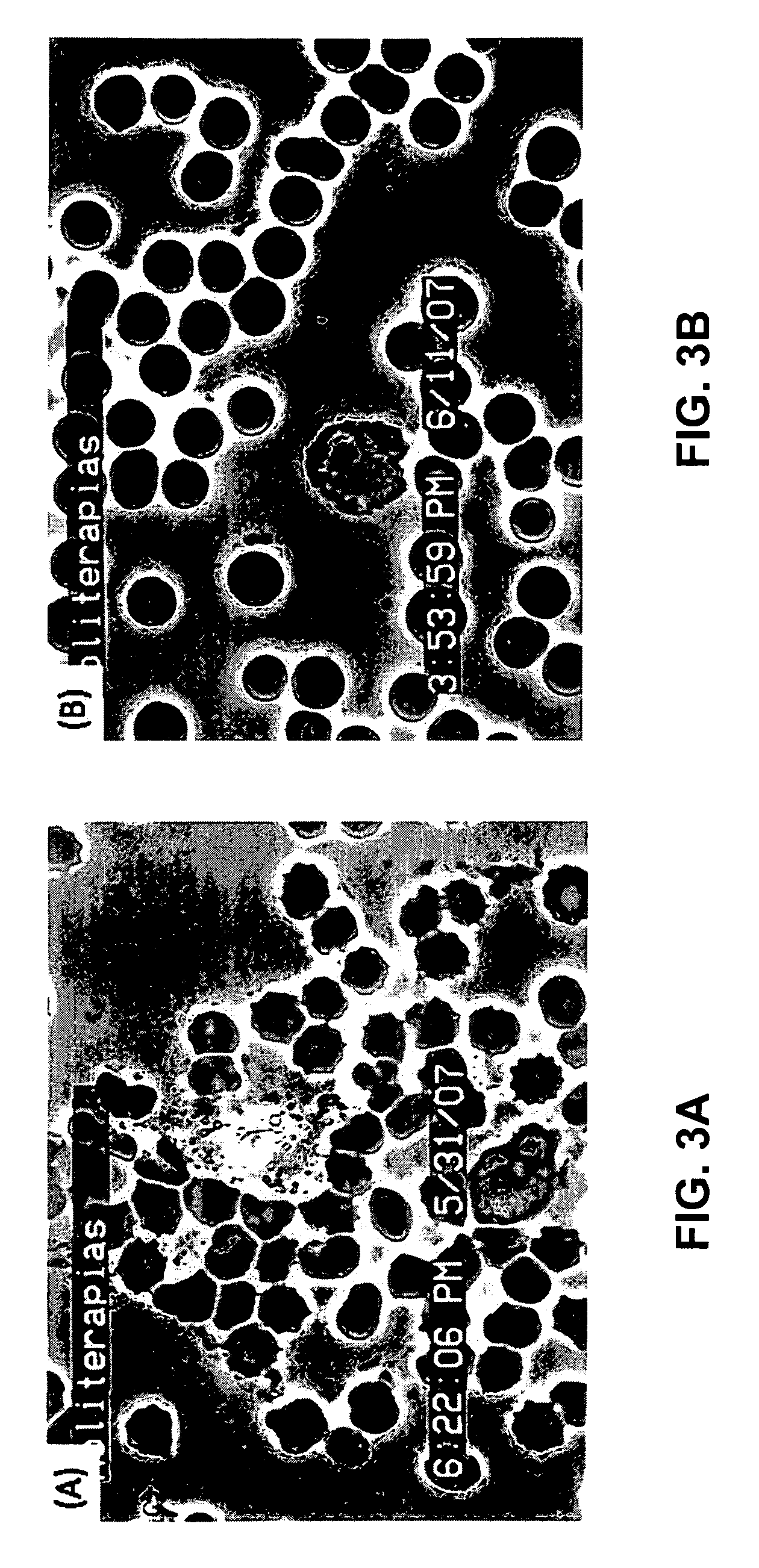 Antioxidant and physical performance effects of a grape extract