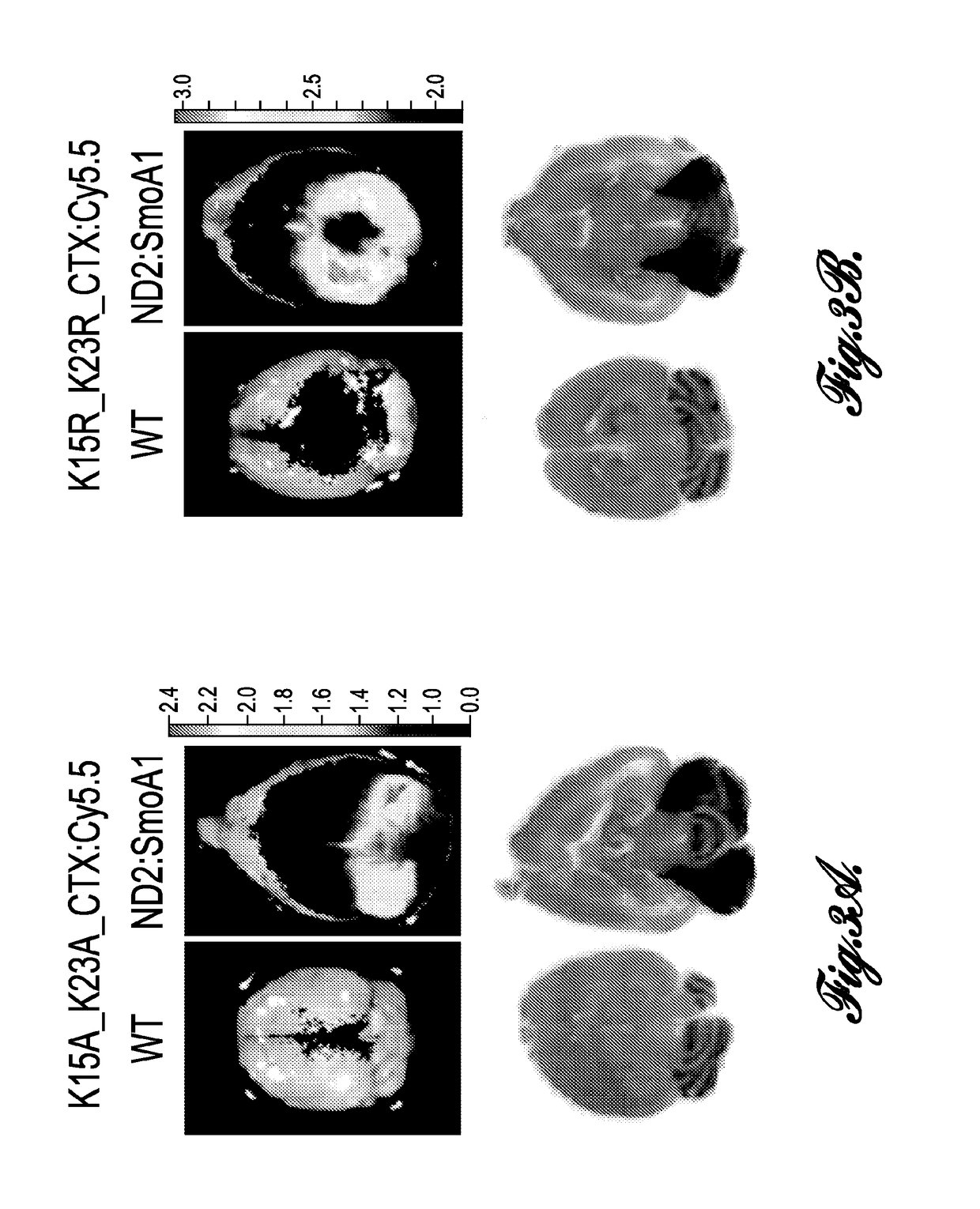 Chlorotoxin variants, conjugates, and methods for their use