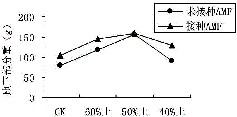 Planting method of continuous cropping gingers based on earthworm dung and AMF,