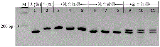 Strawberry anthocyanin regulatory gene functional marker