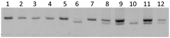 Strawberry anthocyanin regulatory gene functional marker