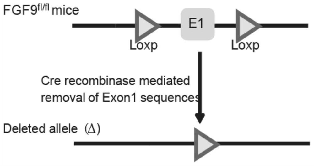 A kind of construction method of animal model of epilepsy