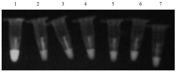 Duck adenovirus type 2 loop-mediated isothermal amplification detection primer set and kit