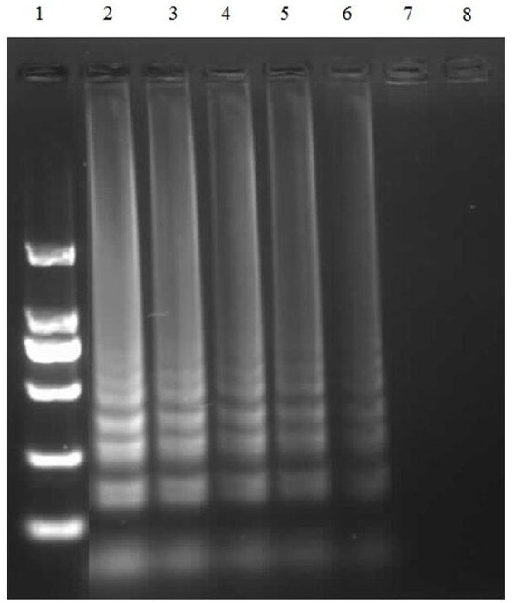 Duck adenovirus type 2 loop-mediated isothermal amplification detection primer set and kit