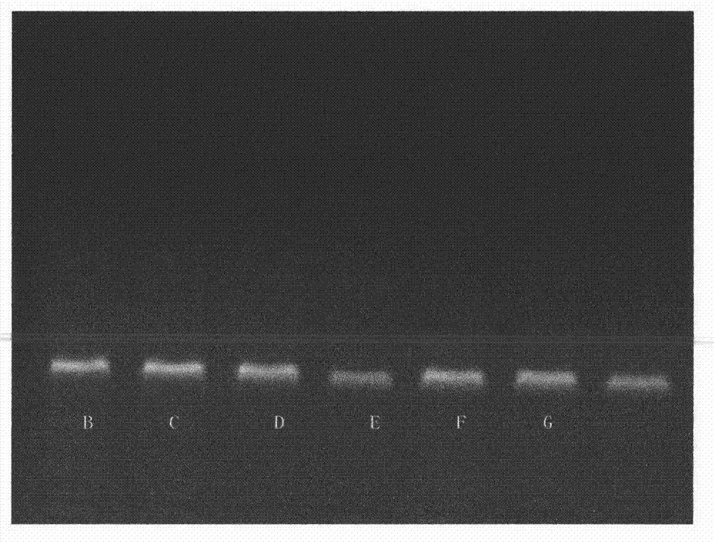 Swine-derived component real-time fluorescent PCR detection method and primers