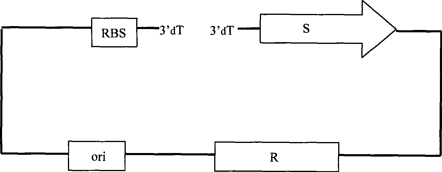 Non-false positive T vector and preparation