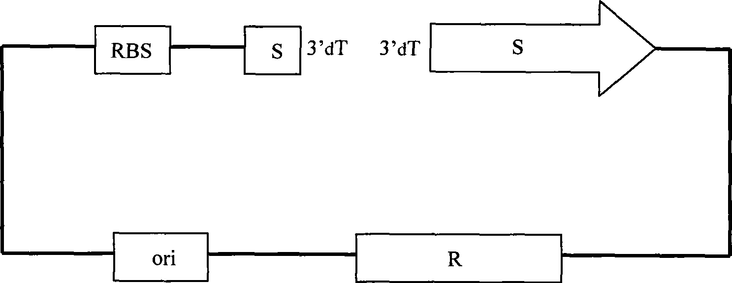 Non-false positive T vector and preparation