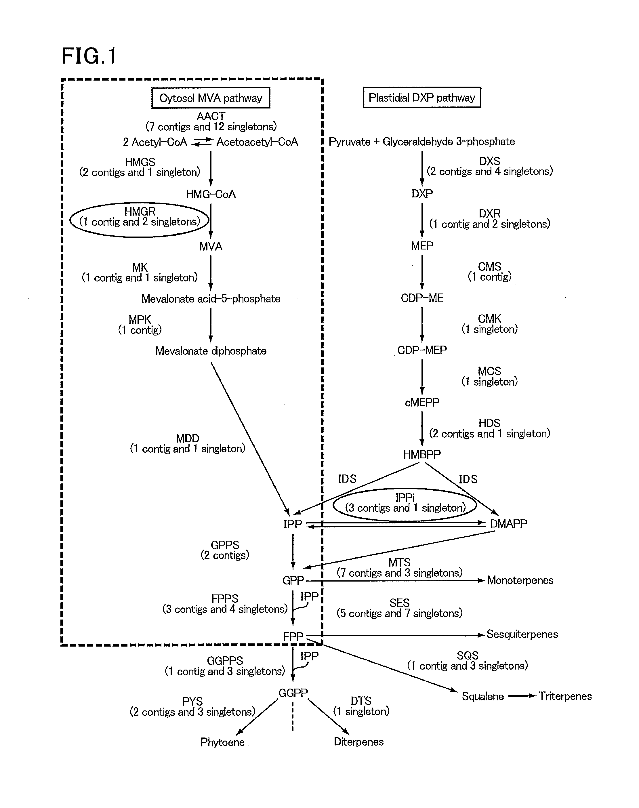 Method for regulating expression of specific protein using photoresponsive transcriptional factor, isoprenoid-producing plant having gene encoding photoresponsive transcriptional factor introduced thereinto, and method for producing polyisoprenoid using said isoprenoid-producing plant