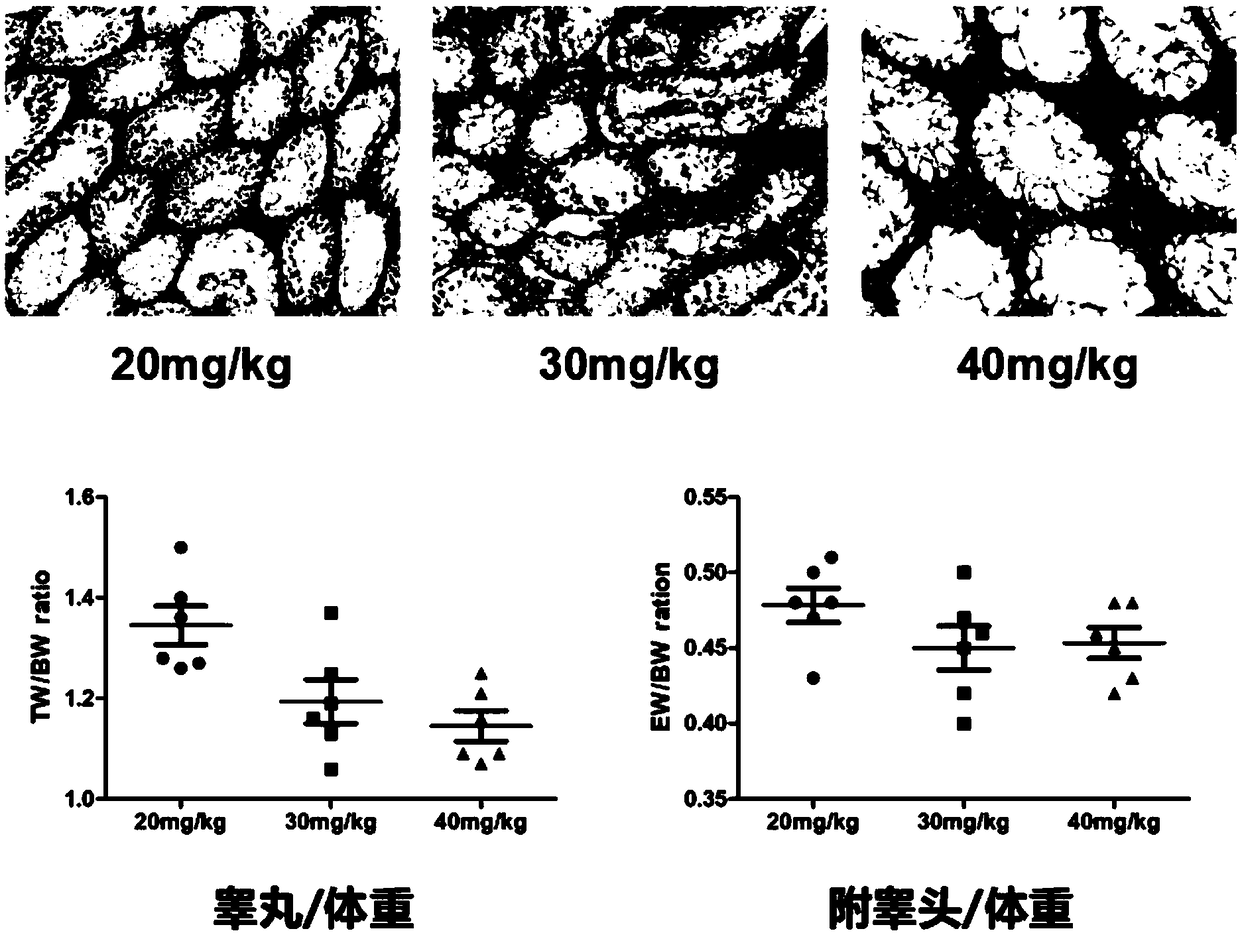 Method for constructing azoospermia mouse model