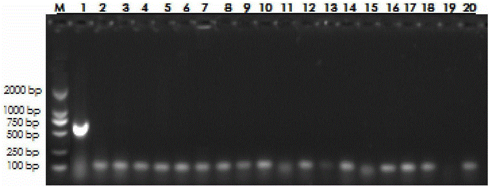 Specific primers for PCR rapid detection of lactobacillus helveticus and method