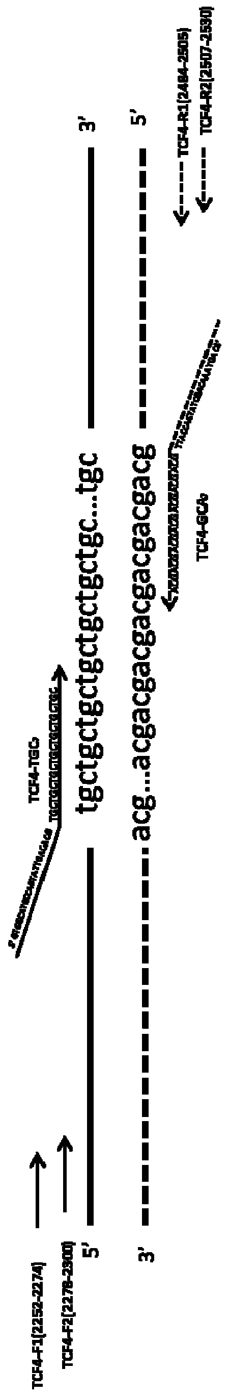 Kit for rapid screening CTG repetition of high-risk gene TCF4 for Fuchs endothelial corneal dystrophy