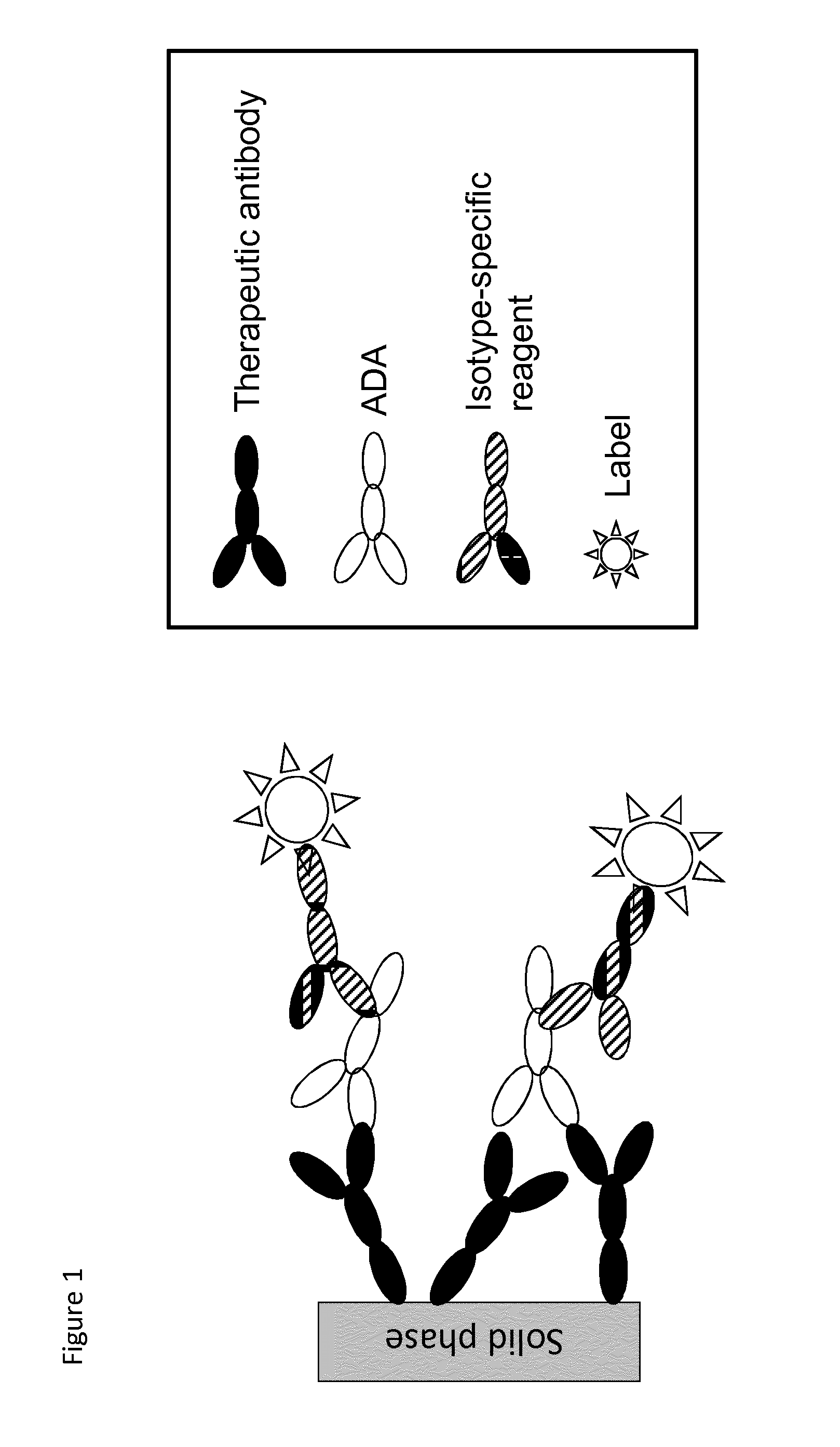 Analysis of antibodies