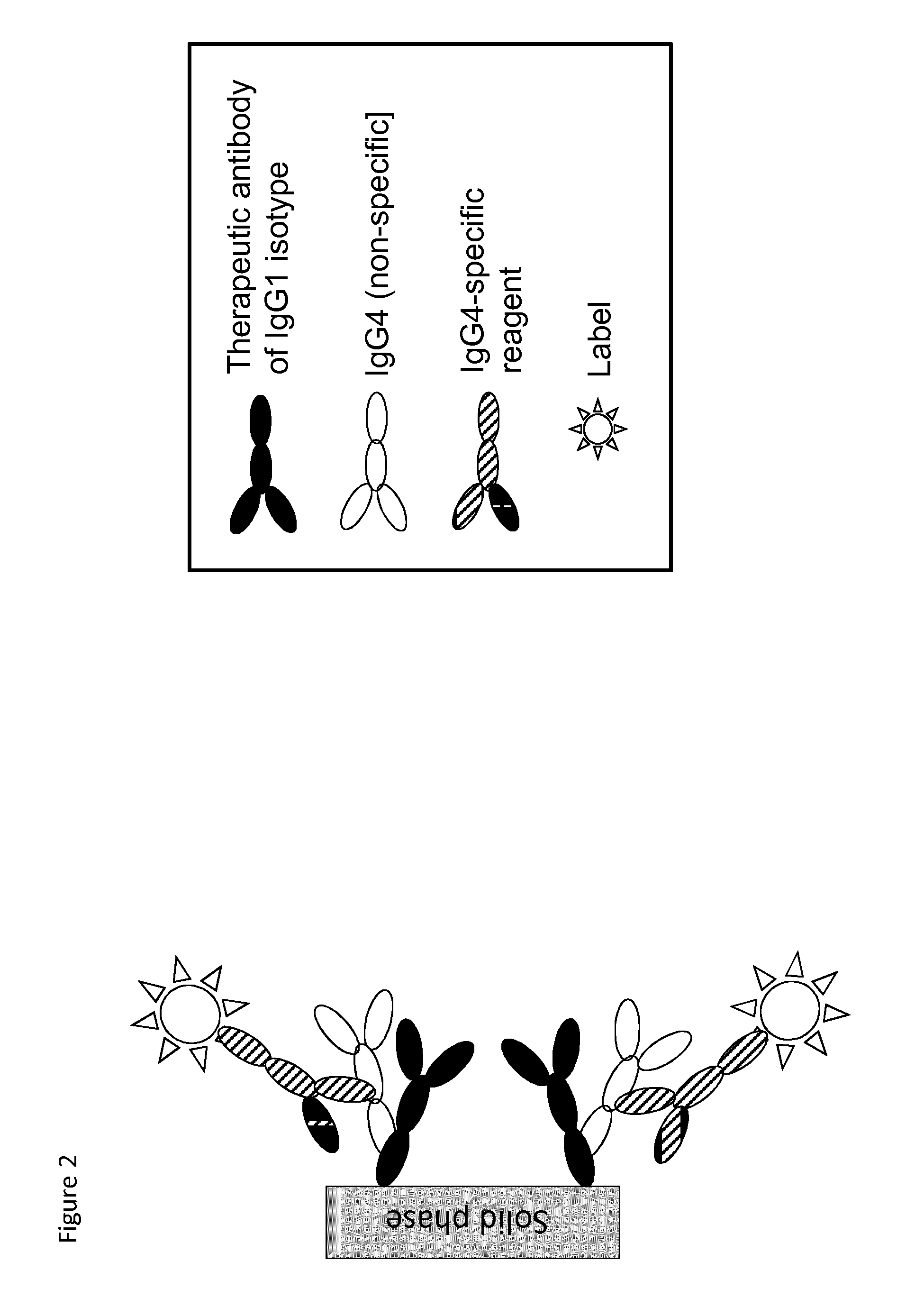 Analysis of antibodies