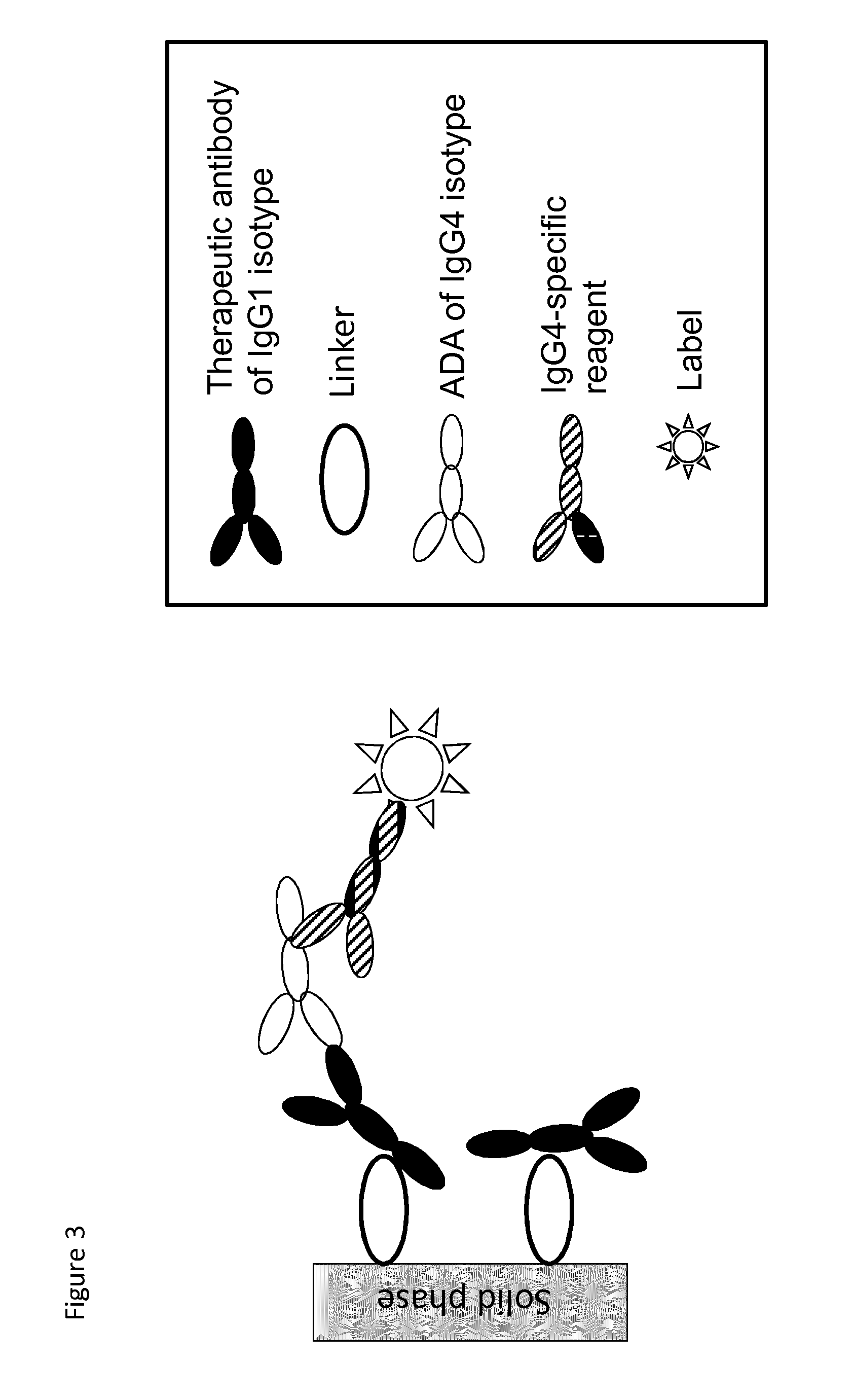 Analysis of antibodies