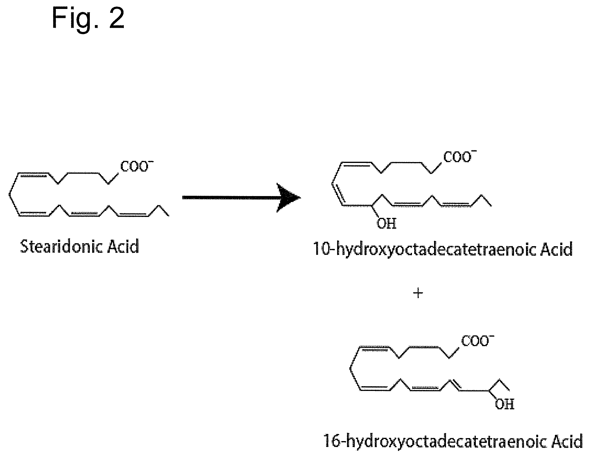 Oxylipins from stearidonic acid and gamma-linolenic acid and methods of making and using the same