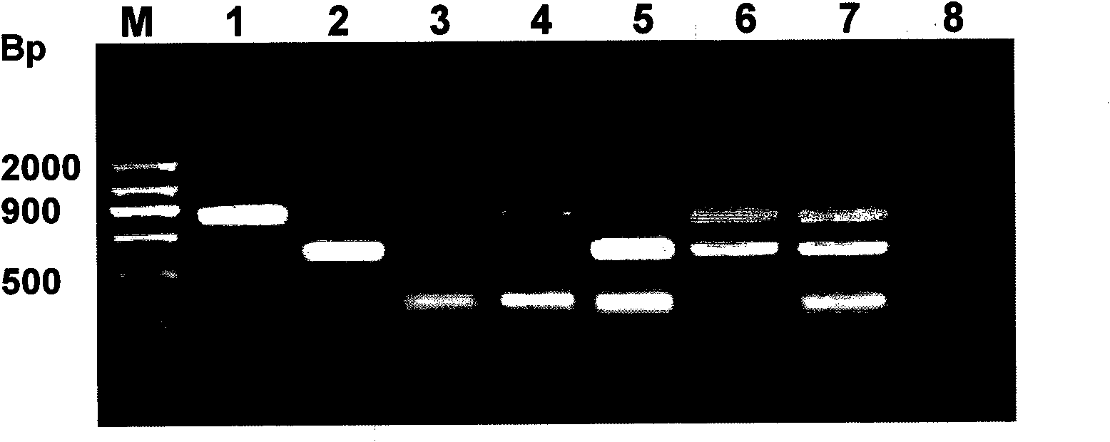 Method for detecting lily seed virus