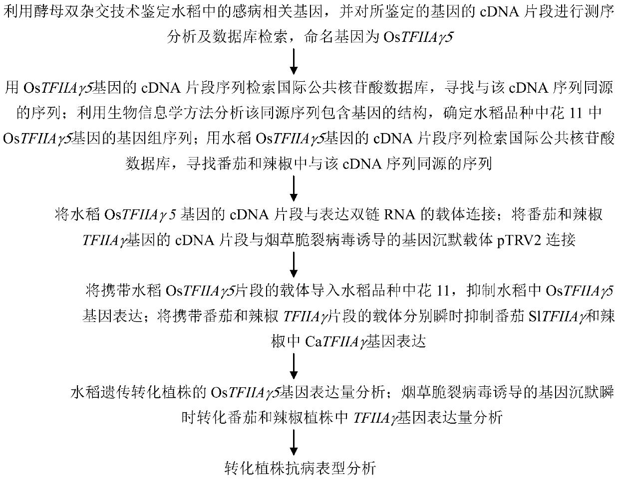 Application of suppressing or mutating tfiiaγ gene in crop disease resistance