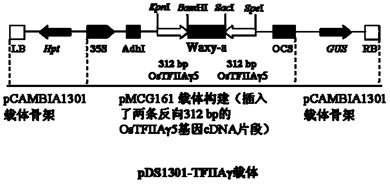 Application of suppressing or mutating tfiiaγ gene in crop disease resistance