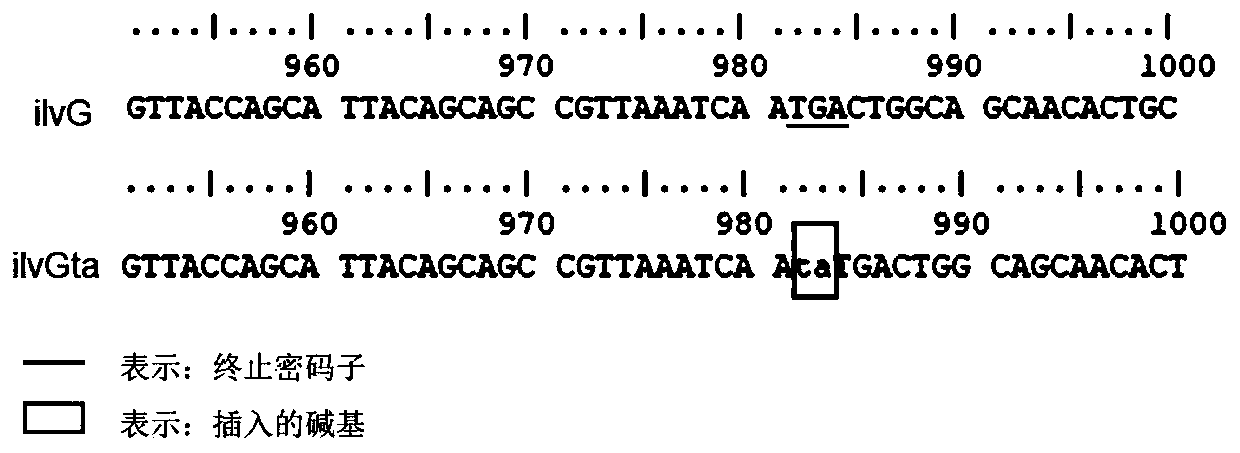 Escherichia coli for high expression of foreign protein and construction method and application thereof