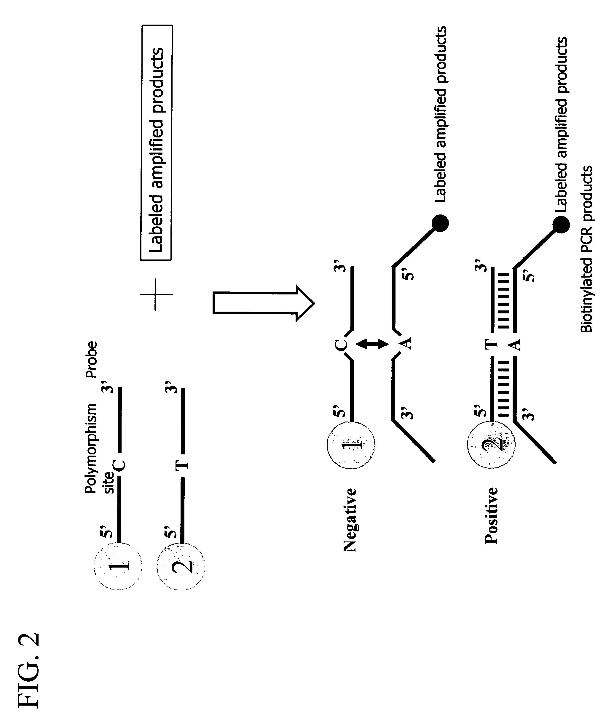 Method for detecting a nucleic acid comprising asymmetrical amplification