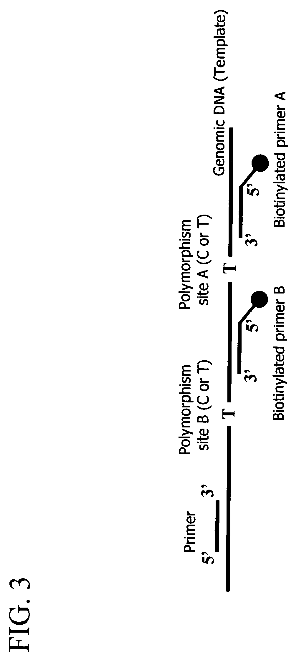 Method for detecting a nucleic acid comprising asymmetrical amplification