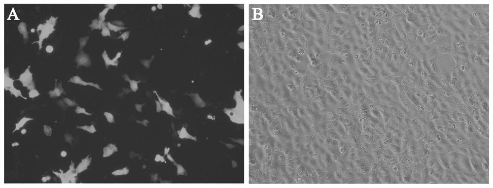 A shrna that inhibits the replication of largemouth bass rhabdovirus and its application