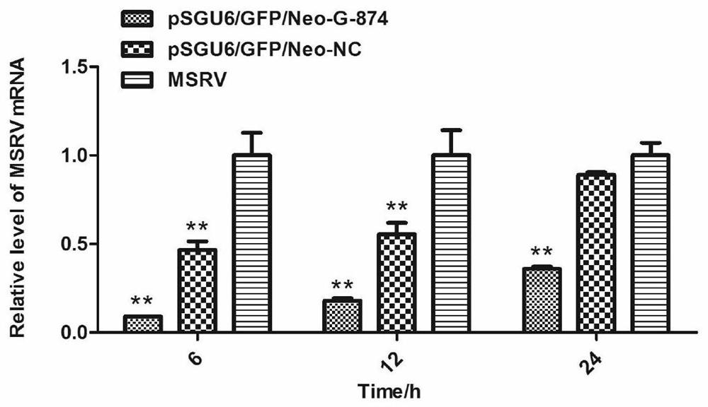 A shrna that inhibits the replication of largemouth bass rhabdovirus and its application