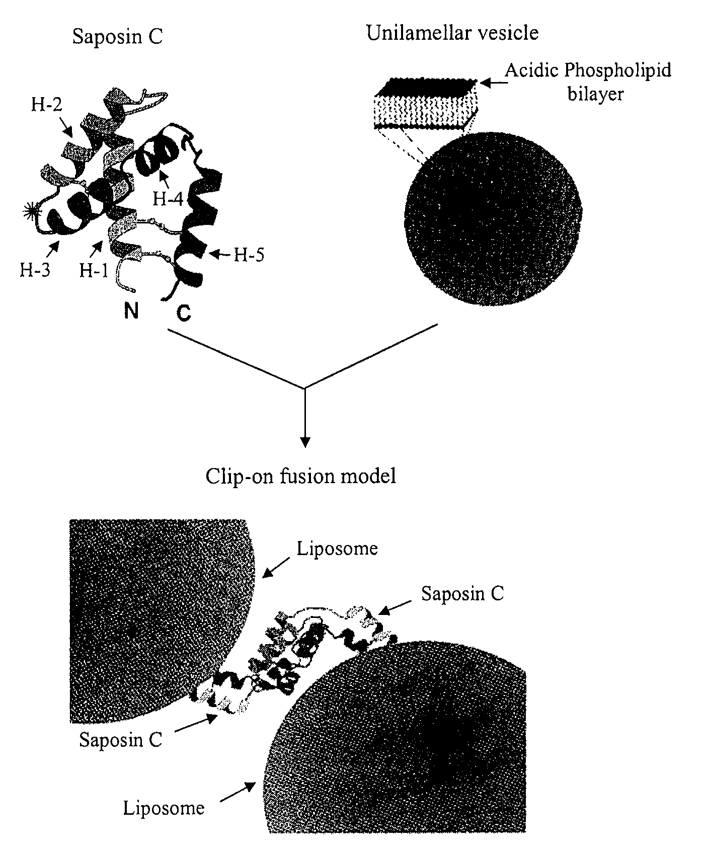 Fusogenic properties of saposin c and related proteins and peptides for application to tansmembrane drug delivery systems