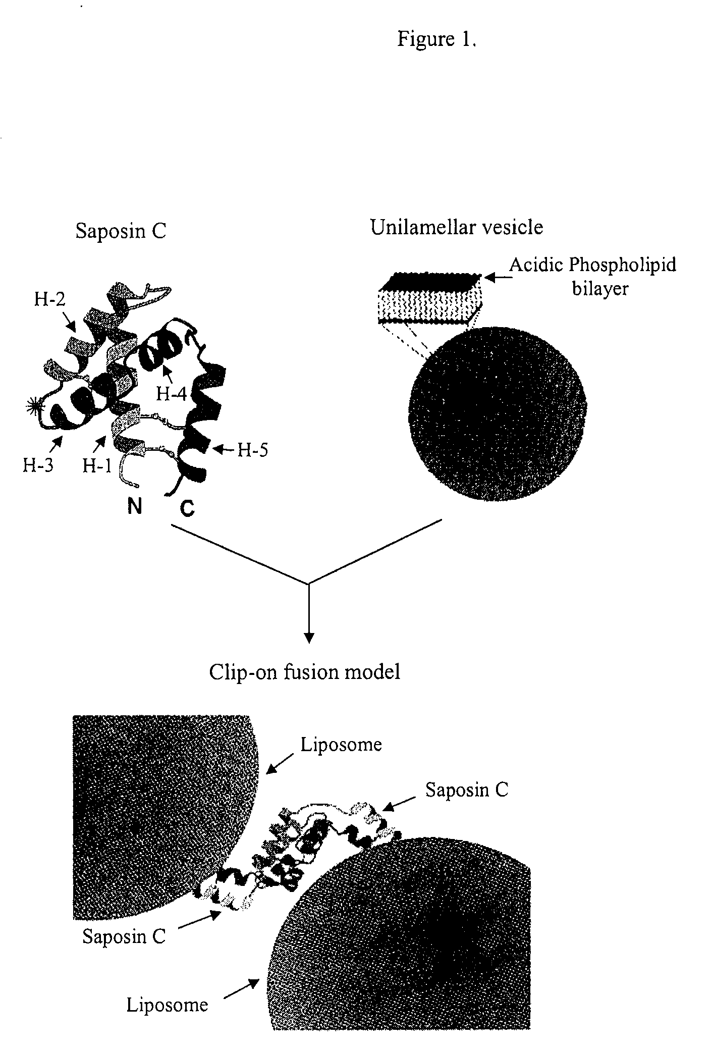 Fusogenic properties of saposin c and related proteins and peptides for application to tansmembrane drug delivery systems