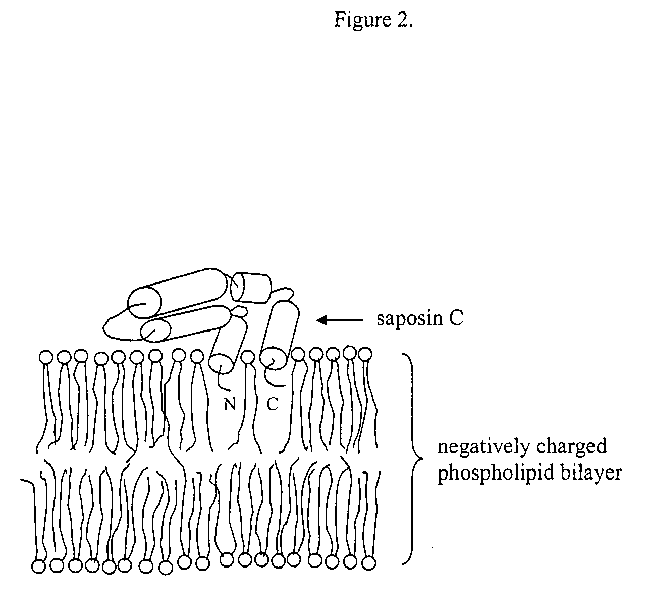 Fusogenic properties of saposin c and related proteins and peptides for application to tansmembrane drug delivery systems