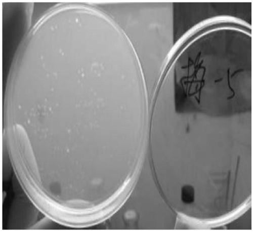 Bacillus subtilis M406 and application thereof to preparation of bacteriocin and cellulase