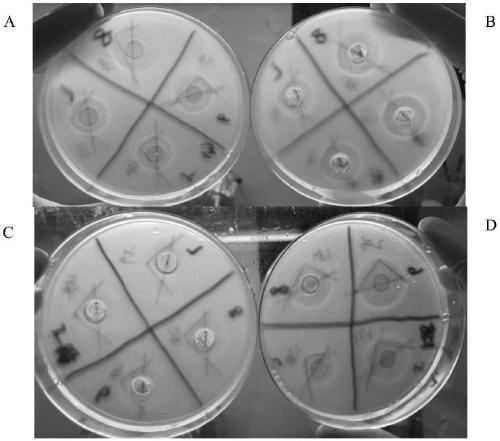 Bacillus subtilis M406 and application thereof to preparation of bacteriocin and cellulase