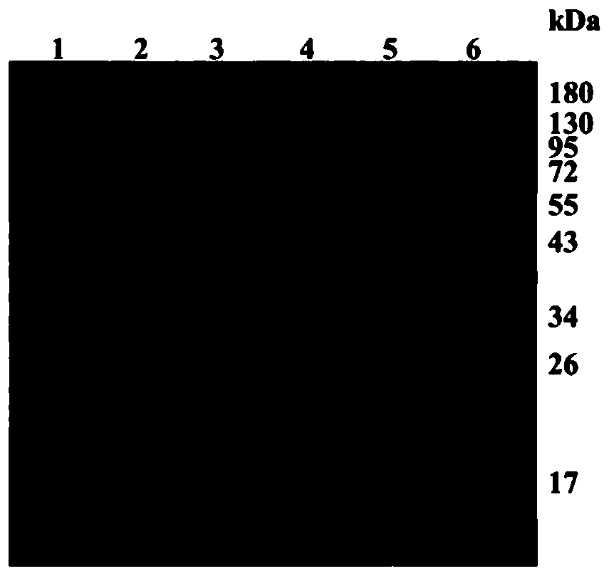 A gene encoding β-1,4-glucanase and its preparation and application