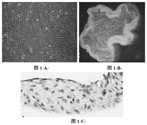 Preparation method of engineering dental pulp