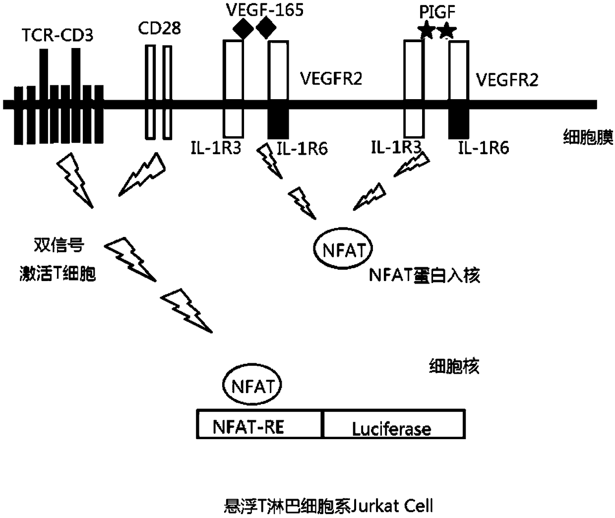 Method for measuring activity of anti-VEGF (Vascular Endothelial Growth Factor) antibody, and application thereof