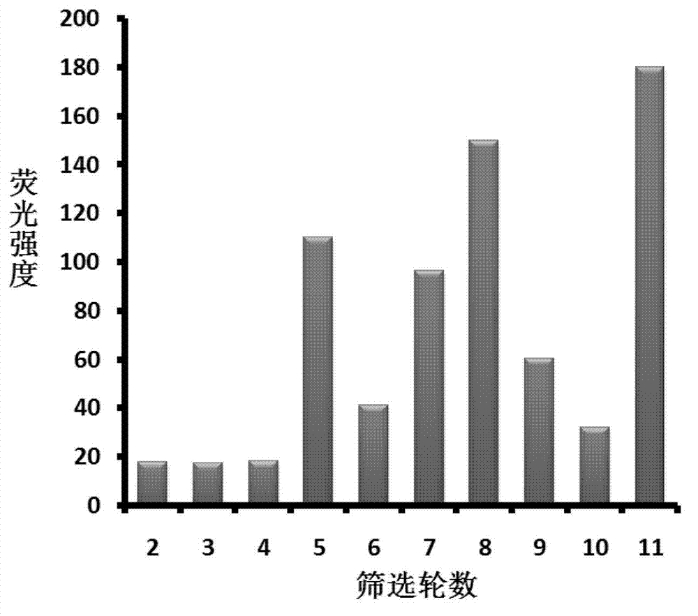 Aptamer for identifying zeatin through specifity, and screening method and application of aptamer