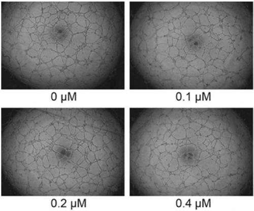 Sulfation derivative of dendrobium stem polysaccharide and preparation method and application of sulfation derivative