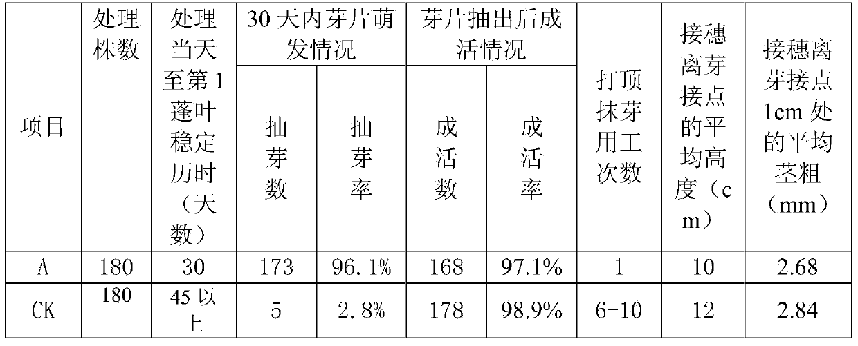 Method for increasing budding and growing consistency of bud grafting seedlings of rubber seeds