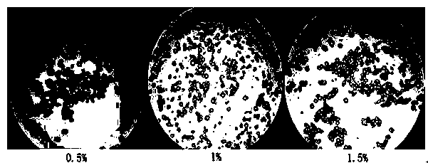 High-encapsulation-rate wild cactus polysaccharide gelatin microspheres and preparation method thereof