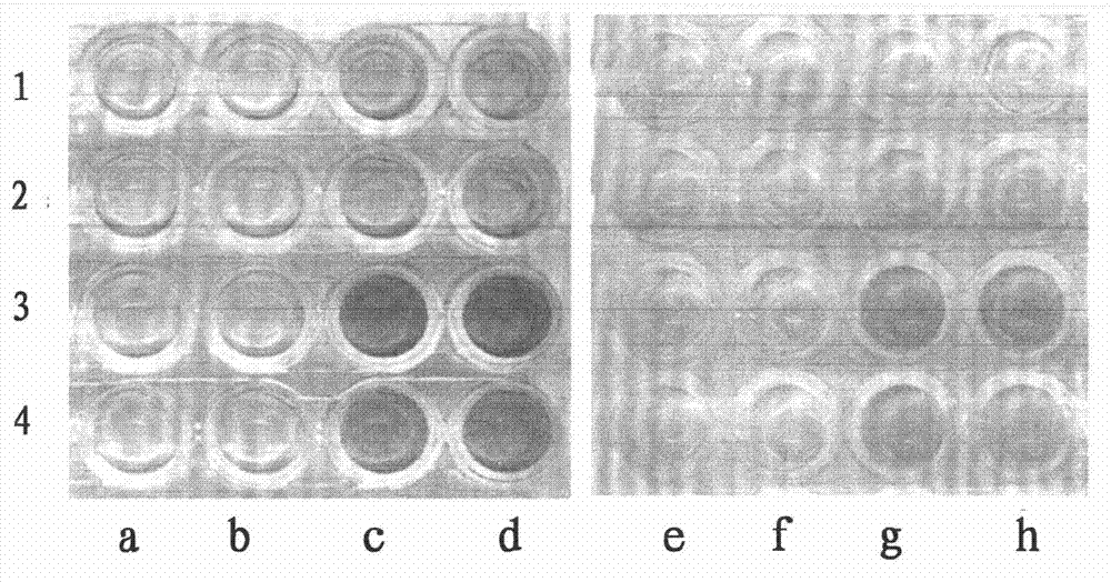 Artificial transcription factor of hepatitis B virus (HBx) genes and application of artificial transcription factor