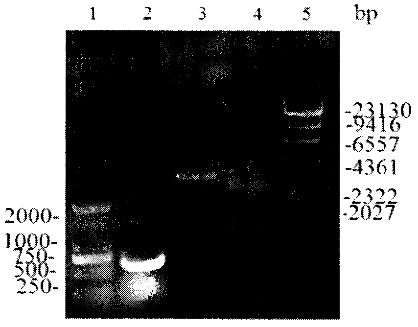 Improvement of L-arginine yield of corynebacterium crenatum by enhancement of transport protein LysE expression