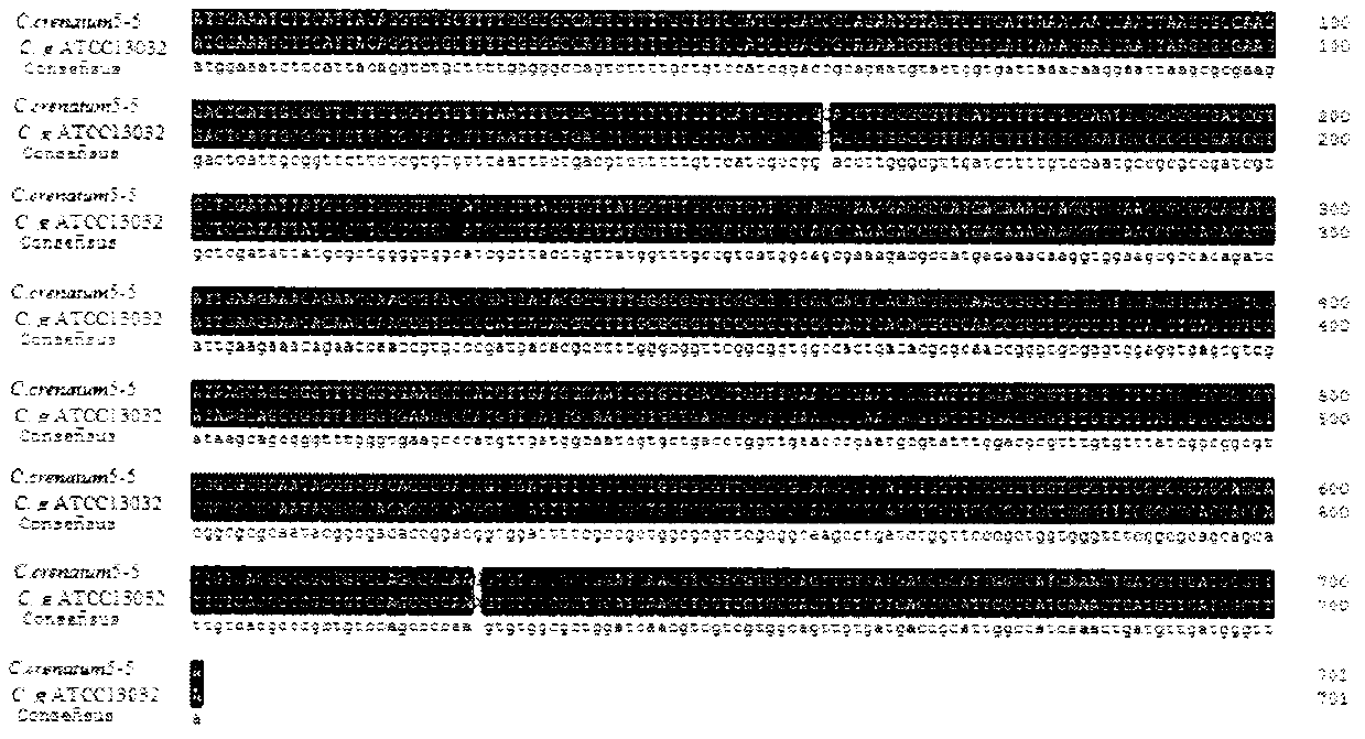 Improvement of L-arginine yield of corynebacterium crenatum by enhancement of transport protein LysE expression