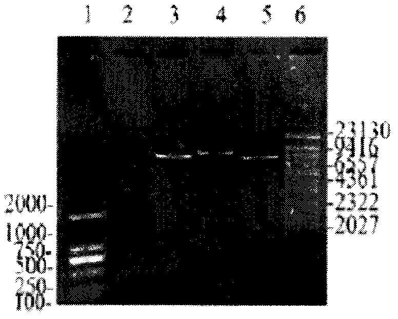 Improvement of L-arginine yield of corynebacterium crenatum by enhancement of transport protein LysE expression