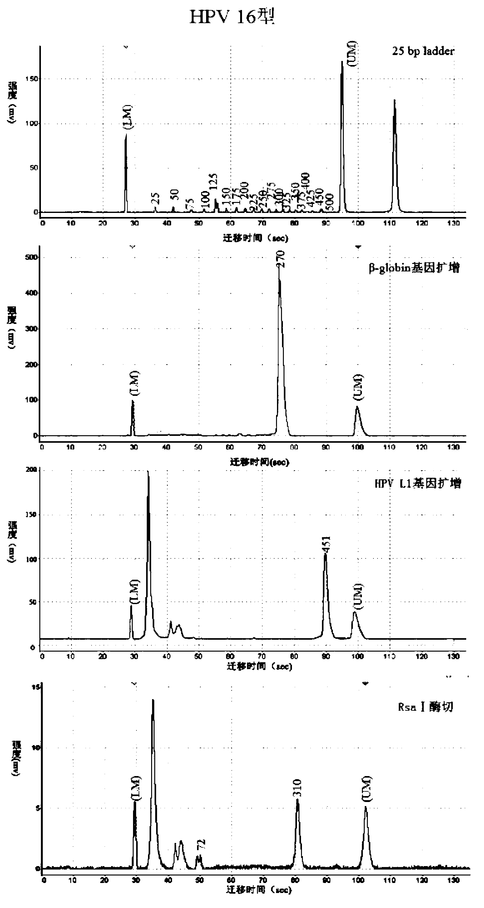 HPV (human papillomavirus) DNA (deoxyribonucleic acid) genetic typing method and kit thereof