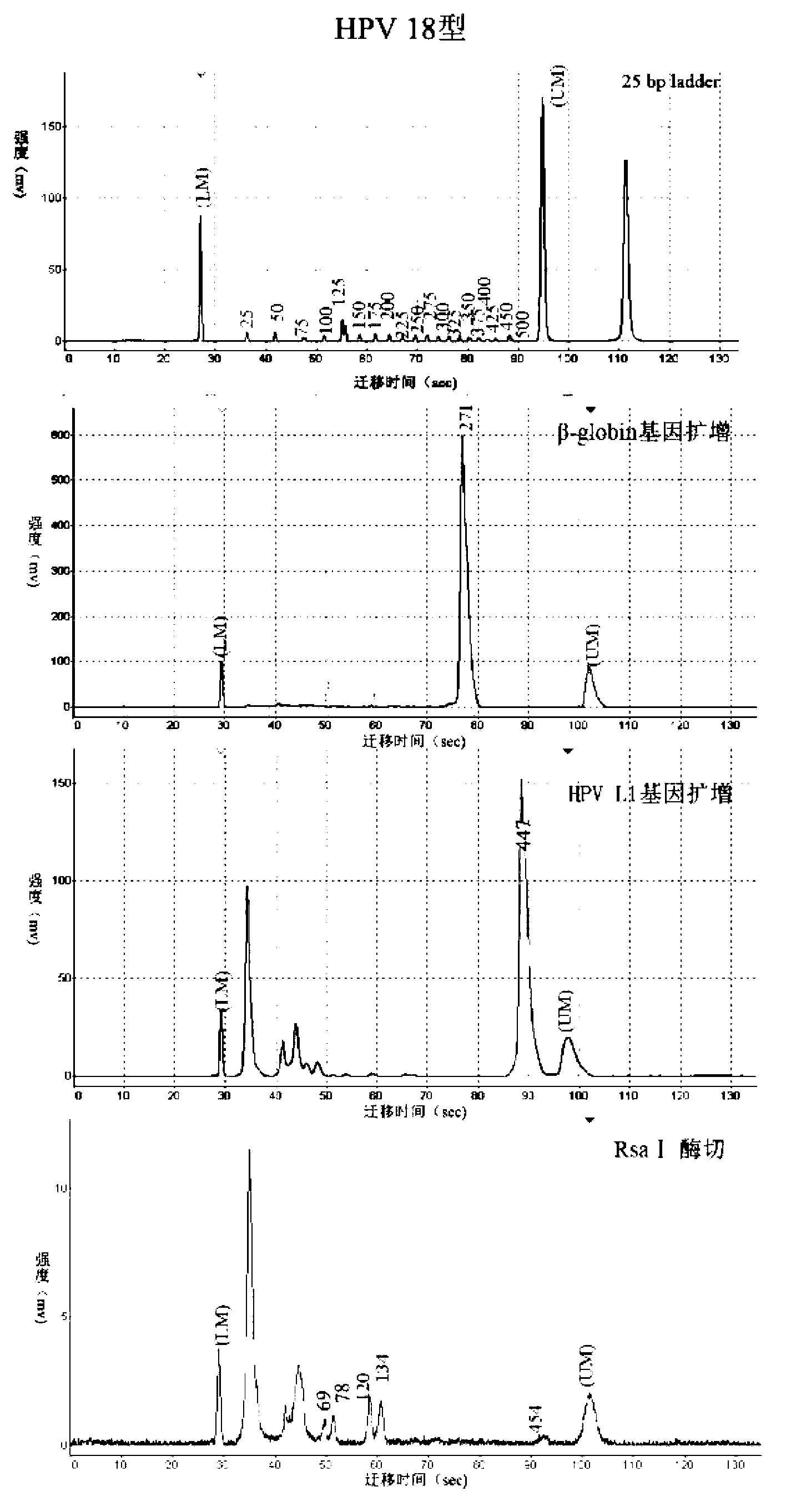 HPV (human papillomavirus) DNA (deoxyribonucleic acid) genetic typing method and kit thereof