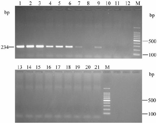 Primers, kits and detection methods for detection of citrus Huanglongbing Asian species